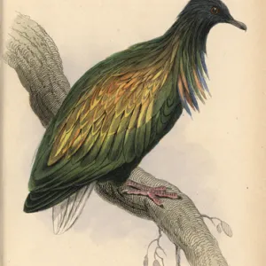 Nicobar pigeon, Caloenas nicobarica, near threatened