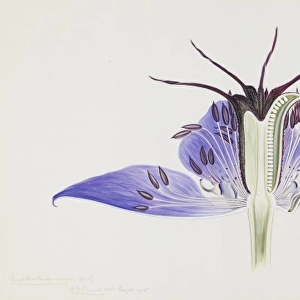 Nigella hispanica, fennel flower
