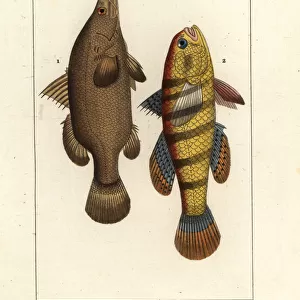 Nile perch and sleeper fish