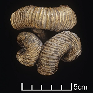 Nipponites mirabilis, ammonite