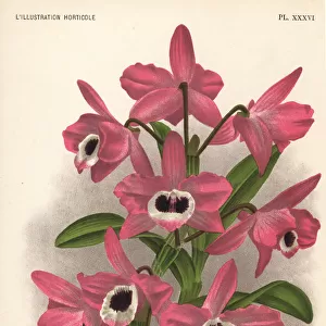 Noble dendrobium orchid, Dendrobium nobile