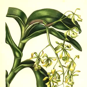 Nodding epidendrum orchid, Epidendrum nutans