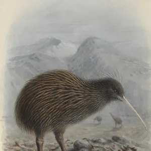 North Island Brown Kiwi, Apteryx mantelli