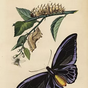 Northern birdwing butterfly, common birdwing larva and pupa
