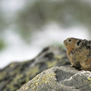 Northern Pika rodent on guard, living in a stone-river