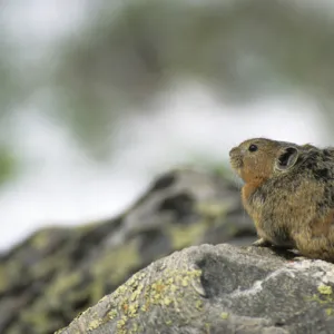 Northern Pika rodent on guard, living in a stone-river