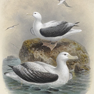 Northern Royal Albatros, Antipodean Albatros