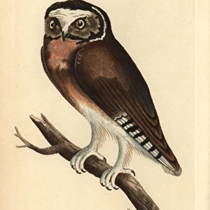 Northern saw-whet owl (young), Aegolius acadius
