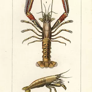Norway lobster and shrimp