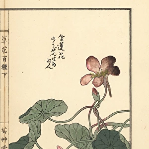 Nouzenharen or garden nasturtium, Tropaeolum majus