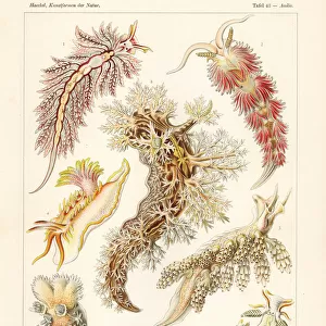 Nudibranchia or sea slugs