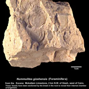 Nummulites gizehensis, nummulites