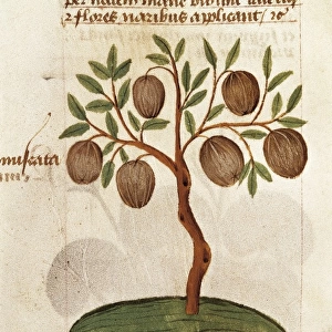 Nutmeg. Illustration from Tractatus de herbis