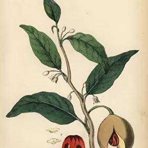 Nutmeg and mace tree, Myristica fragrans