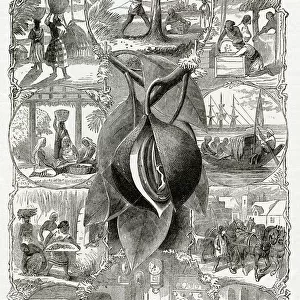 Nutmeg plantation 1868