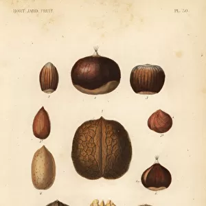 Nuts with shells, Fruits en chaton