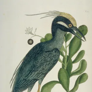 Nyctanassa violacea, yellow-crowned night heron