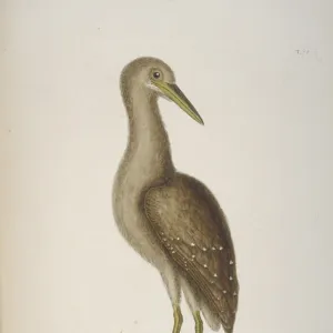 Nyctanassa violacea, yellow-crowned night heron