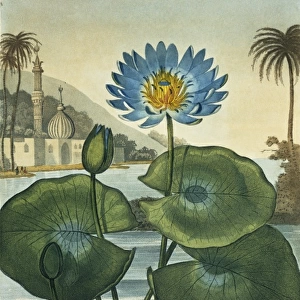 Nymphaea coerulea, blue Egyptian water lily
