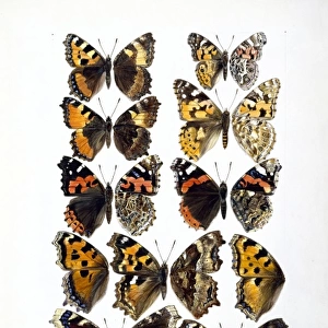 Nymphalidae sp. butterflies
