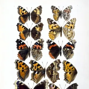 Nymphalidae sp. butterflies