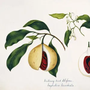 Nyrustuca moschata, nutmeg