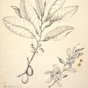 Nyssa ogeche, ogeechee lime & Crataegus sp. hawthorn