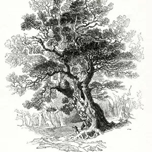 Oak tree (Quercus sessiliflora)