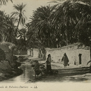 Oasis of date-palms, Biskra