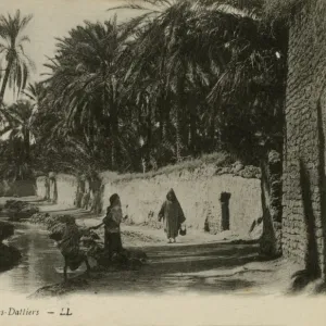 Oasis of date-palms, Biskra