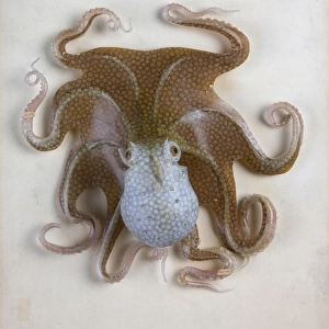 Octopus vulgaris, octopus