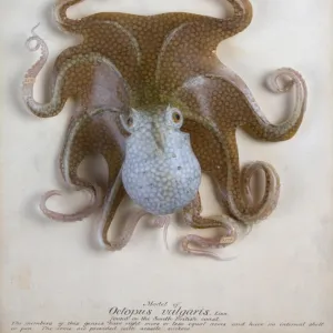 Octopus vulgaris, octopus