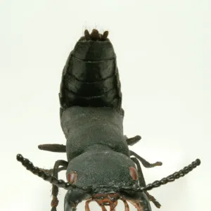 Ocypus olens, devils coach horse beetle model