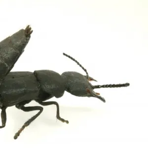 Ocypus olens, devils coach horse beetle model