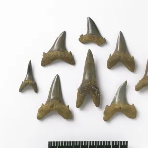 Odontaspis robusta, sand tiger shark teeth