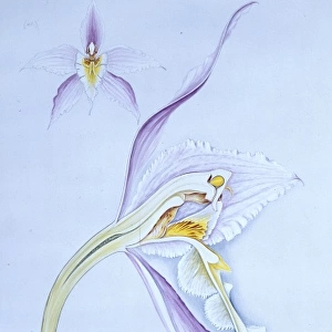 Odontoglossum alexandrea, orchid