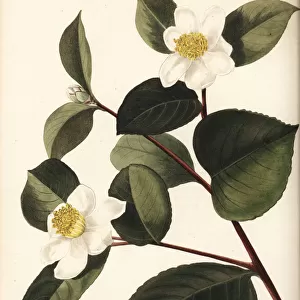 Oil-seed camellia or tea oil camellia, Camellia oleifera