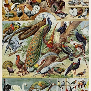 Oiseaux - birds