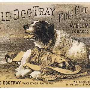 Old Dog Tray Rescue