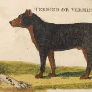 Old Type Terrier