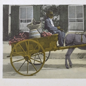 Old Vegetable seller driving his donkey cart
