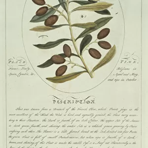 Olea sp. olive
