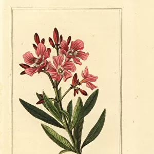 Oleander, Laurier-rose, Nerium oleander