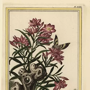 Oleander, Nerium oleander