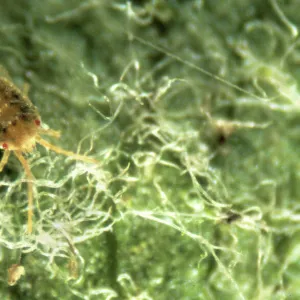 Oligonychus ununguis, red spider mite