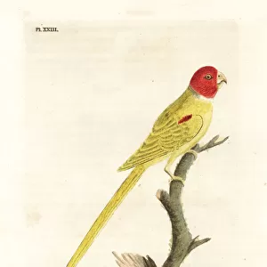 Olive-shouldered parrot, Aprosmictus jonquillaceus