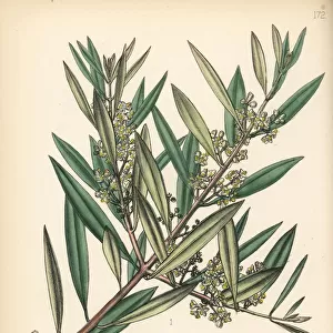 Olive tree, Olea europaea