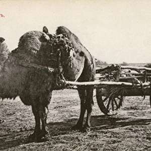 Omsk, Russa - A Camel cart