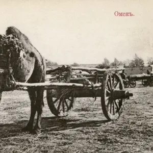 Omsk, Russa - A Camel cart