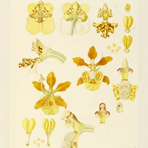 Oncidium ampliatum, O. sphegiferum